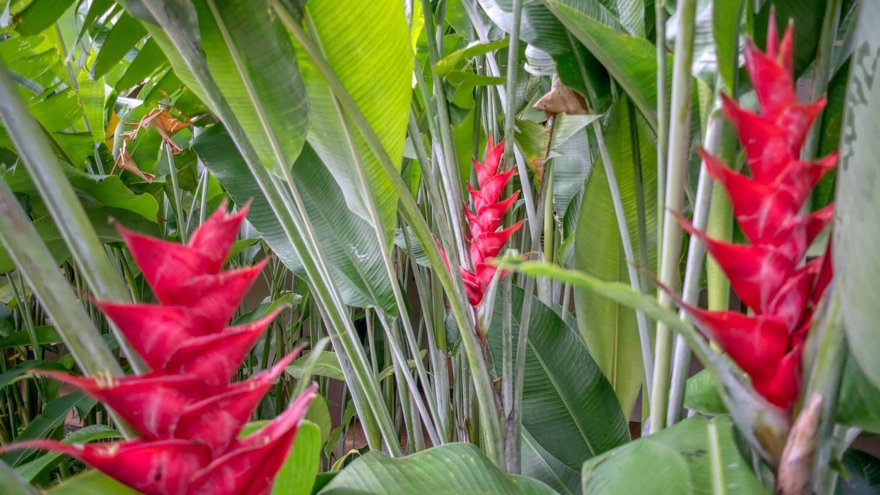 Photo of Others in Kaanapali