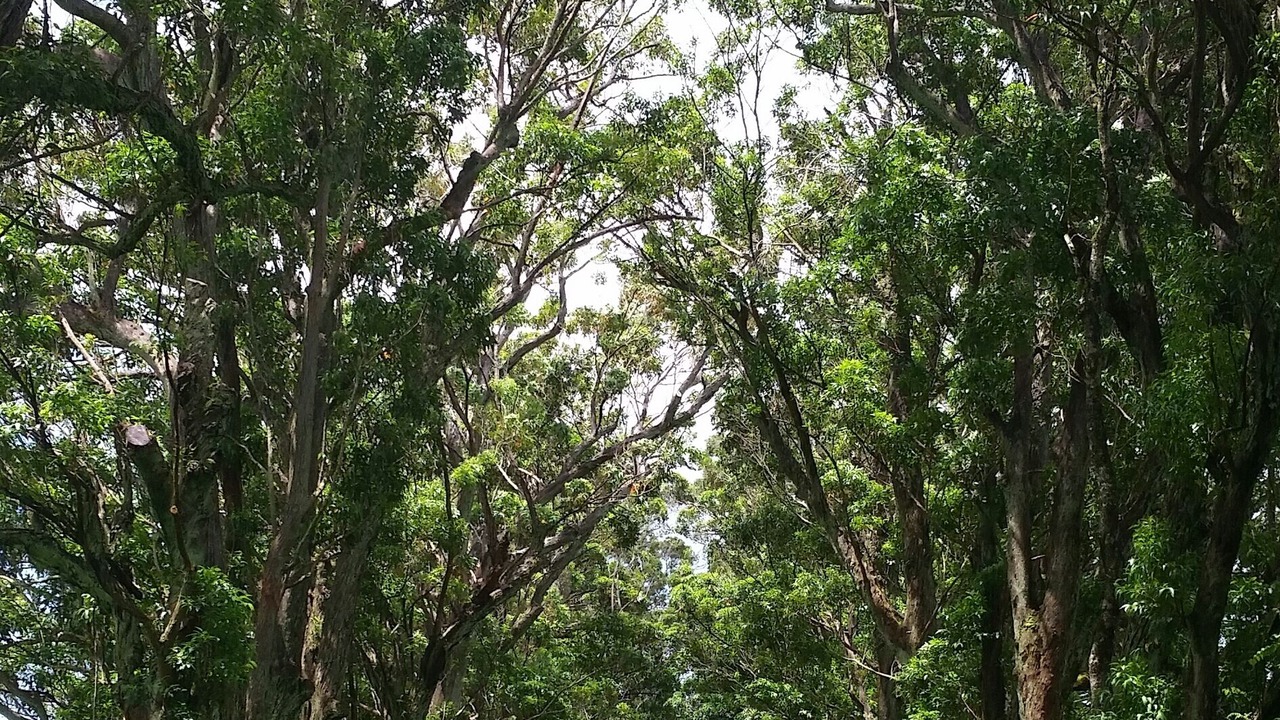 Photo of Others in Lawai