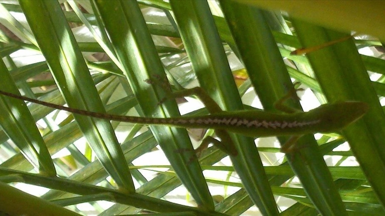 Photo of Others in Wailea