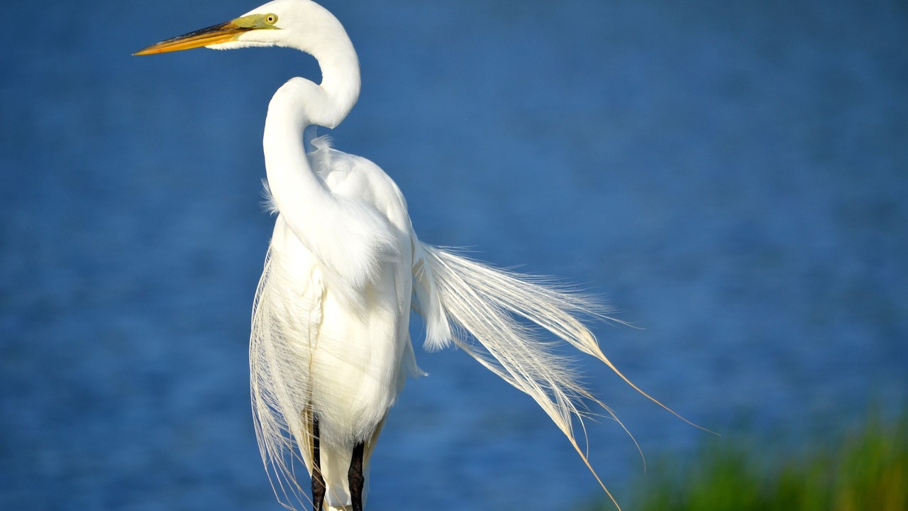 Photo of Others in Murrells Inlet