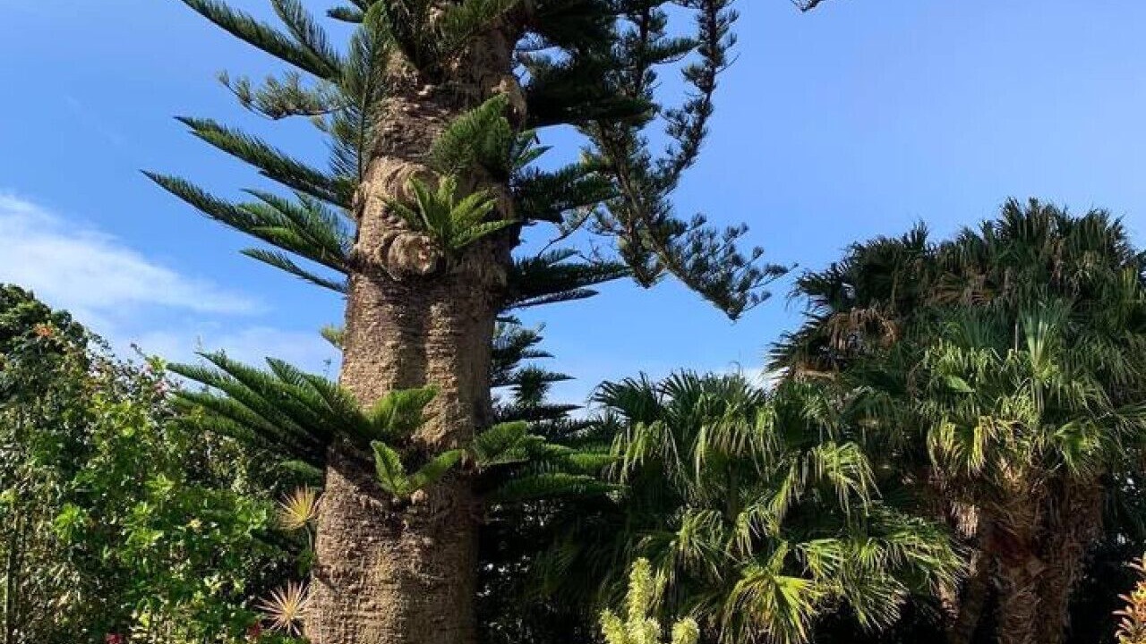 Photo of Outdoor in Makawao