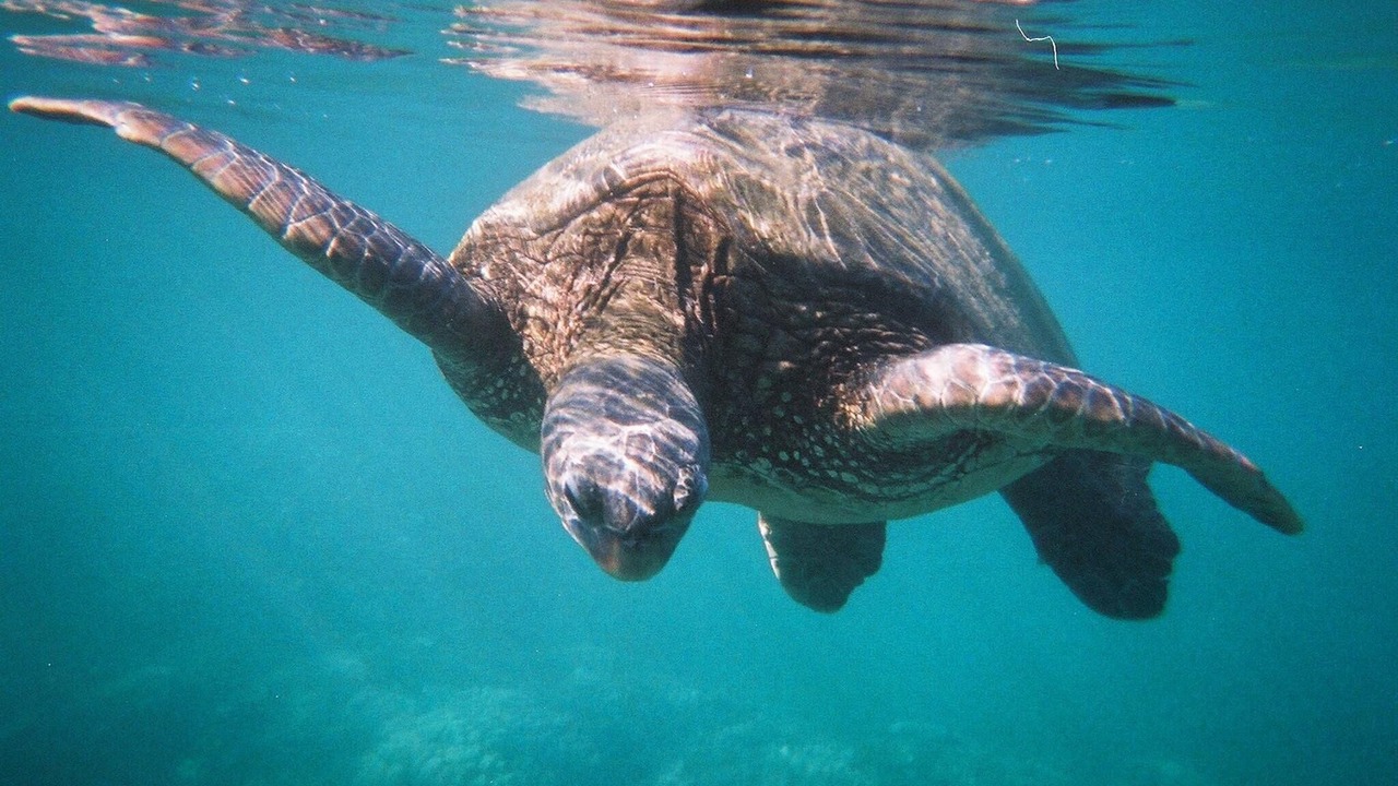 Photo of Others in Napili