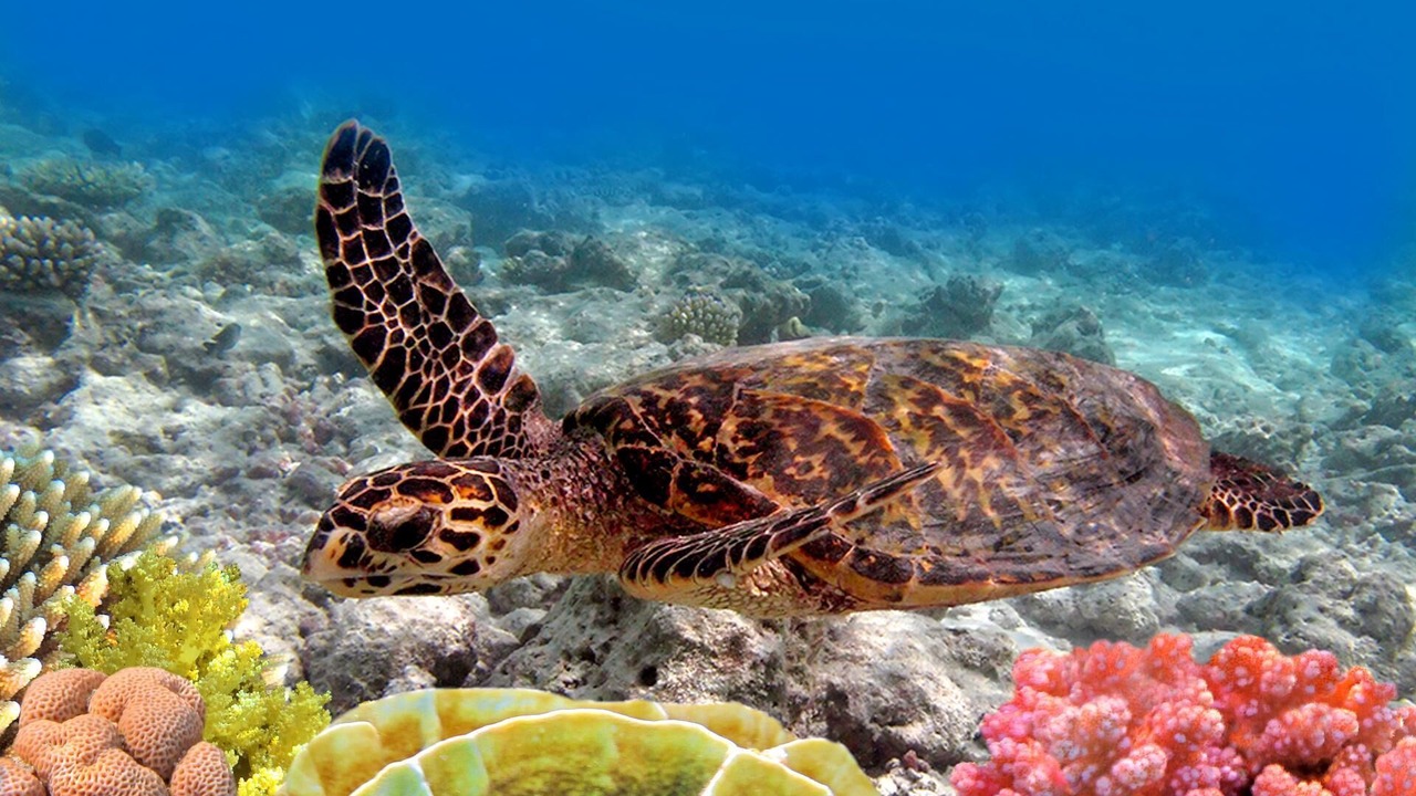 Photo of Others in Napili