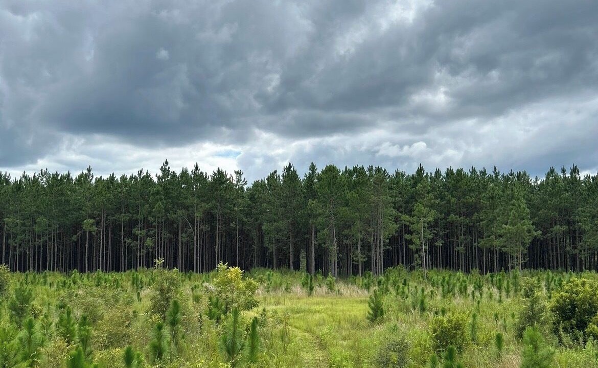 Photo of Others in Appling County