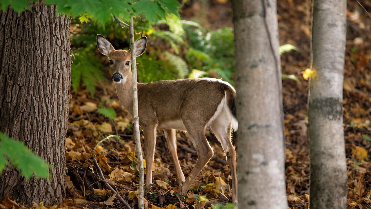 Photo of Others in Bakersville