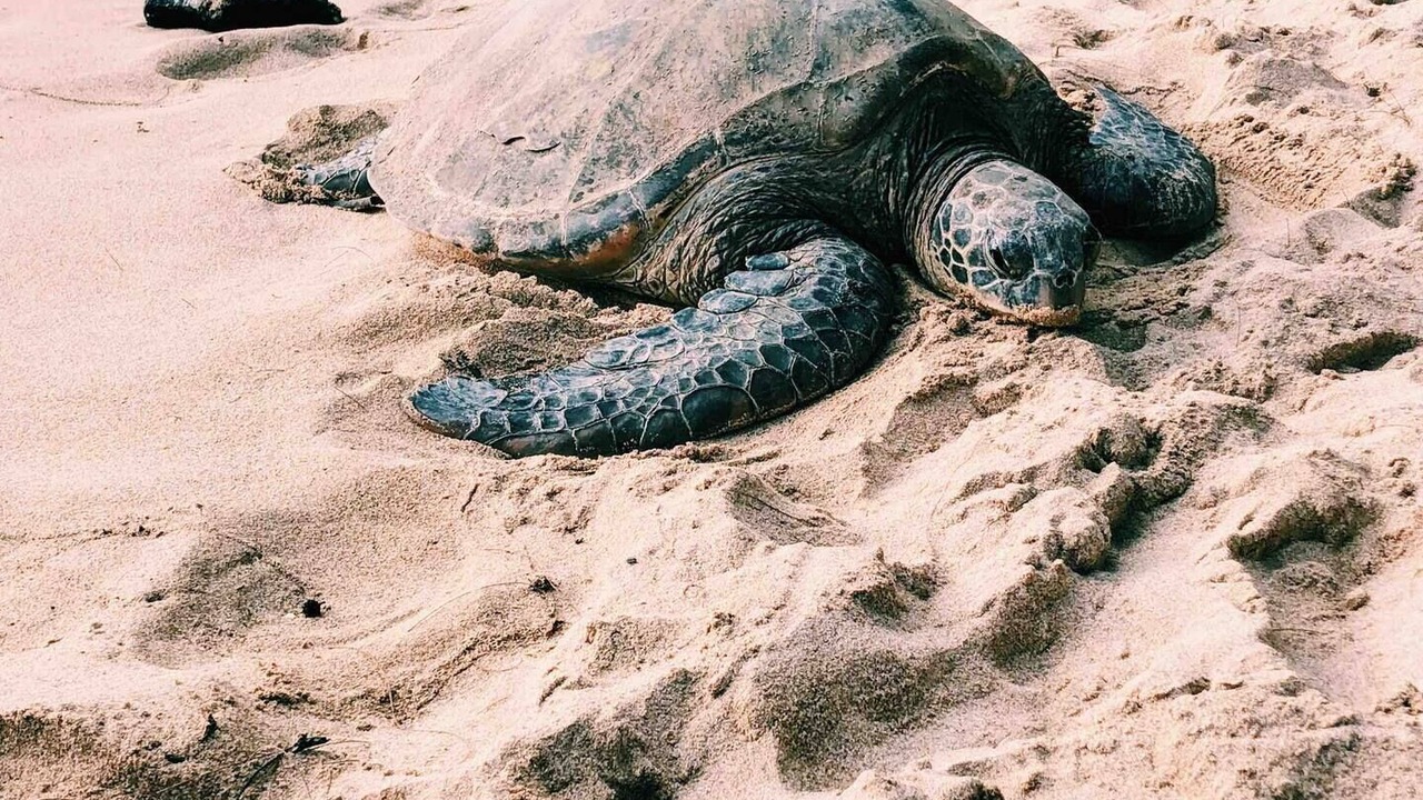 Photo of Others in Waialua