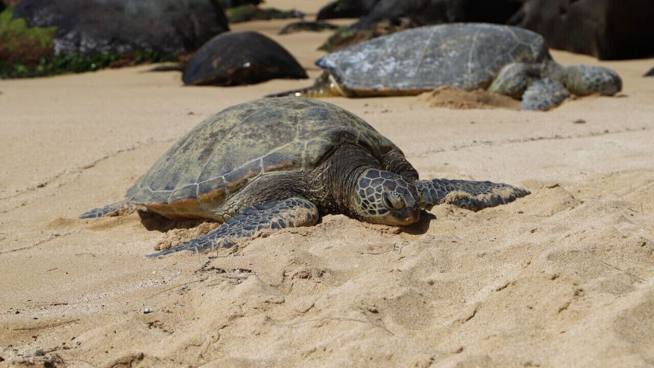 Photo of Others in Waikiki