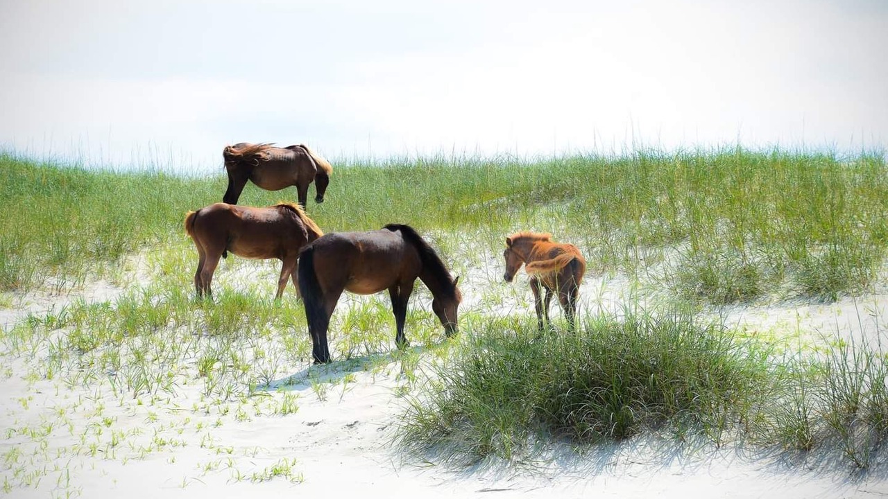 Photo of Others in Carova Beach