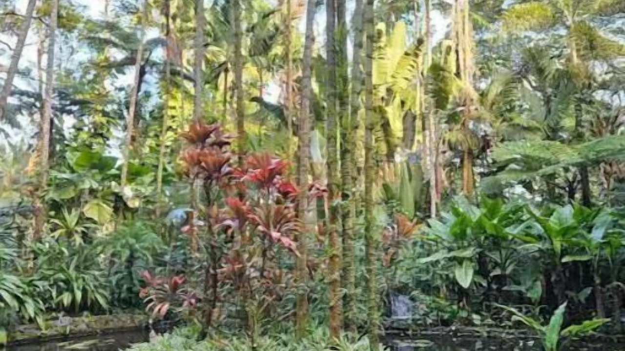 Photo of Outdoor in Keaau