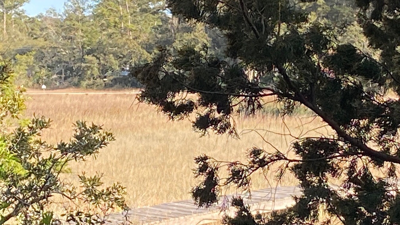 Photo of Others in Savannah