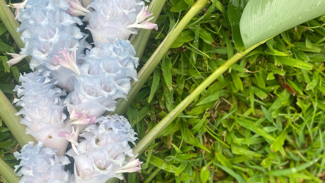Photo of Outdoor in Hana