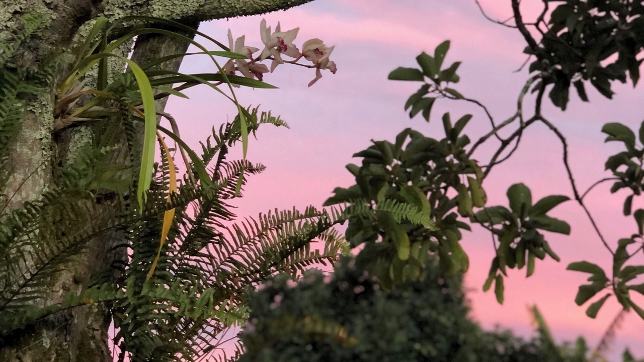 Photo of Outdoor in Hana