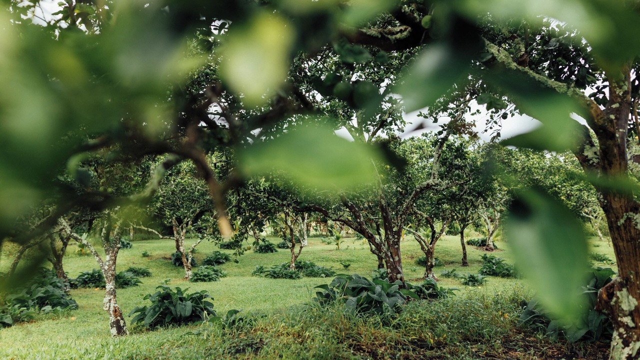 Photo of Outdoor in Hana