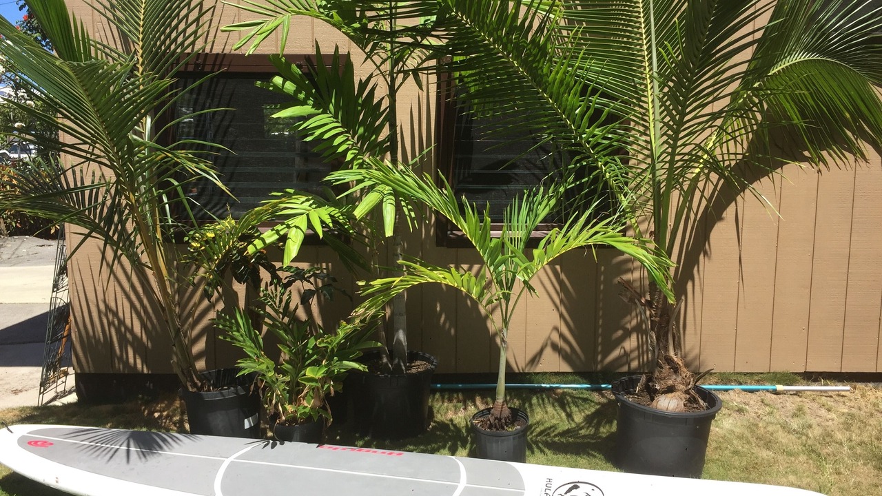 Photo of Outdoor in Historic Kailua Village
