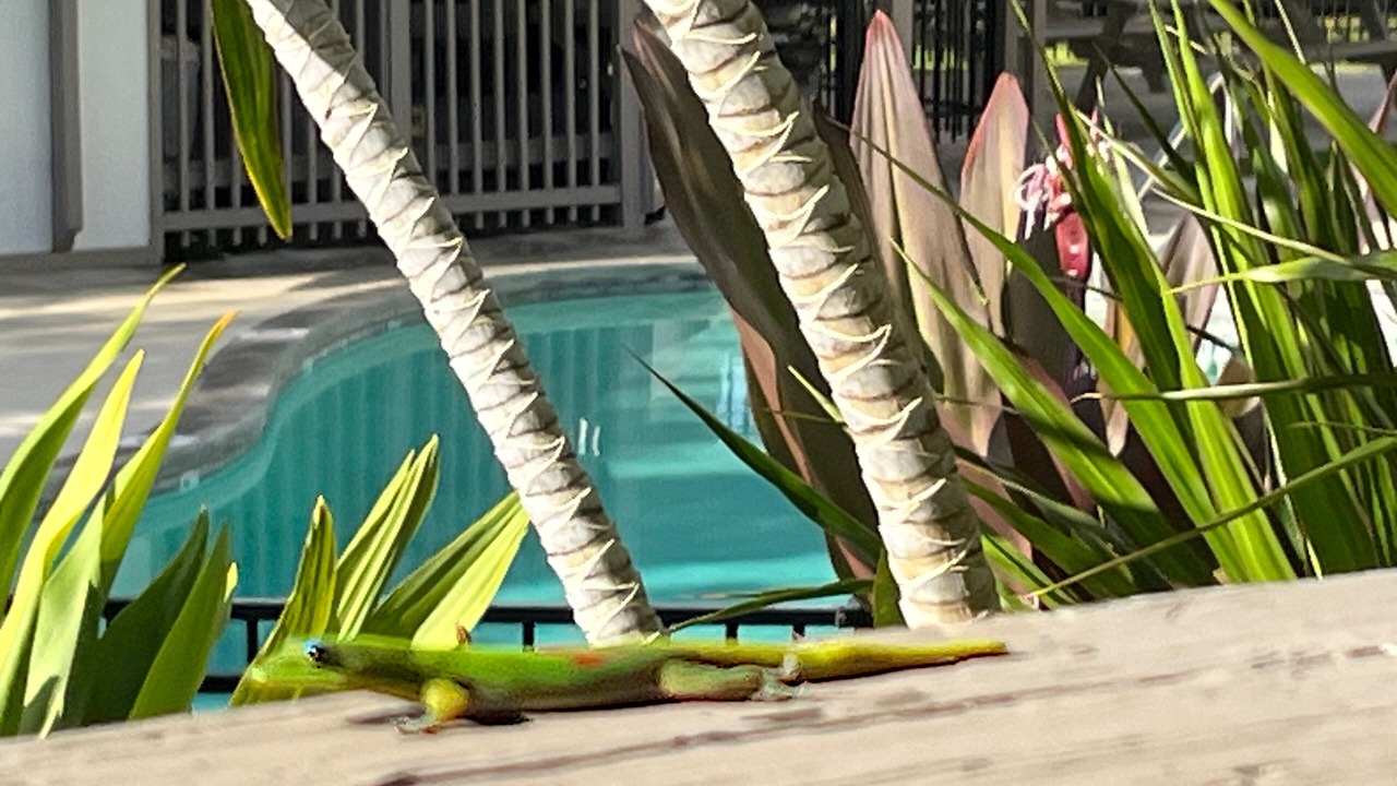Photo of Outdoor in Historic Kailua Village