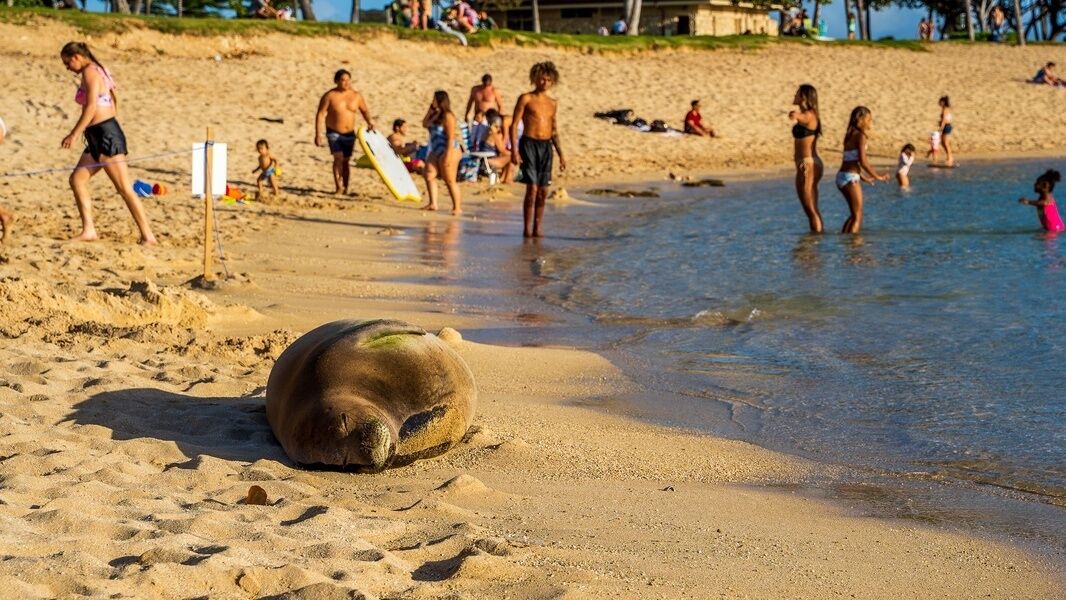 Photo of Others in Kapolei