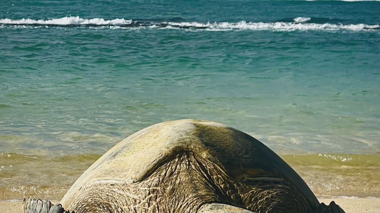 Photo of Others in Paia