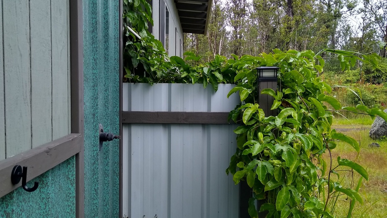 Photo of Outdoor in Fern Forest