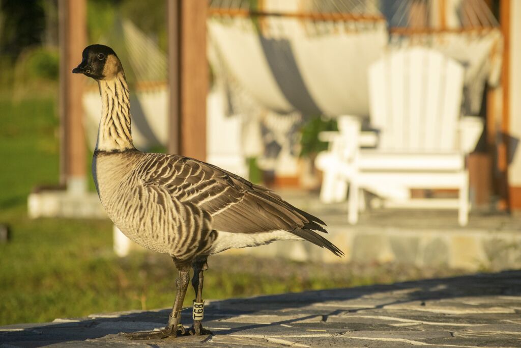 Photo of Others in Hilo