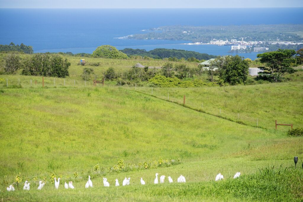 Photo of Others in Hilo