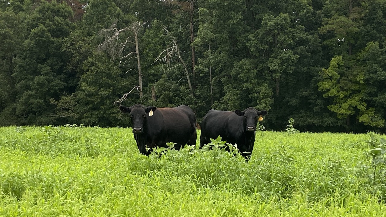 Photo of Outdoor in Connellys Springs