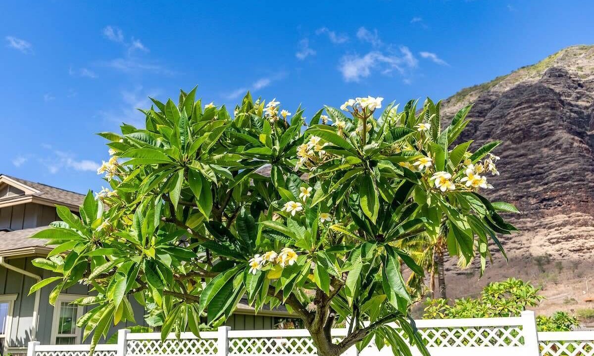 Photo of Outdoor in Makaha Valley