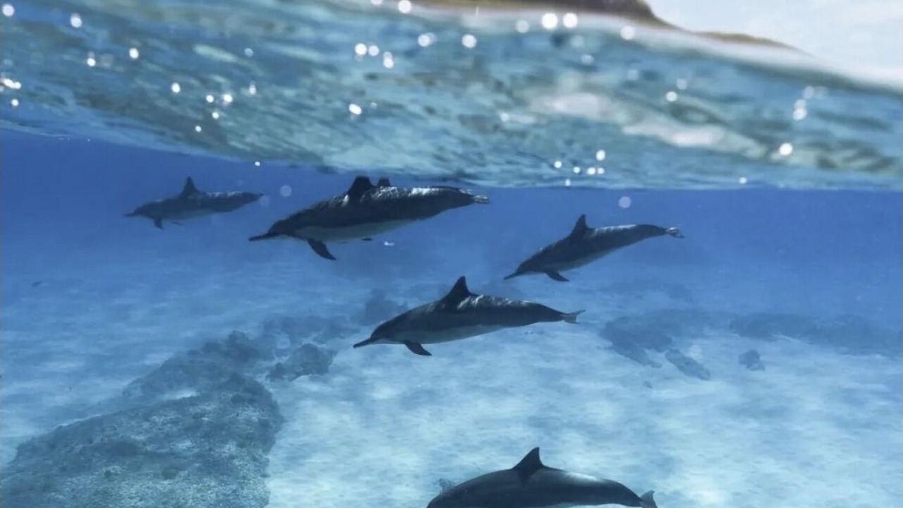 Photo of Others in Waianae