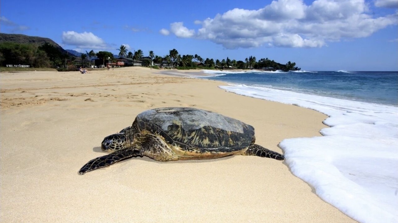 Photo of Others in Waianae