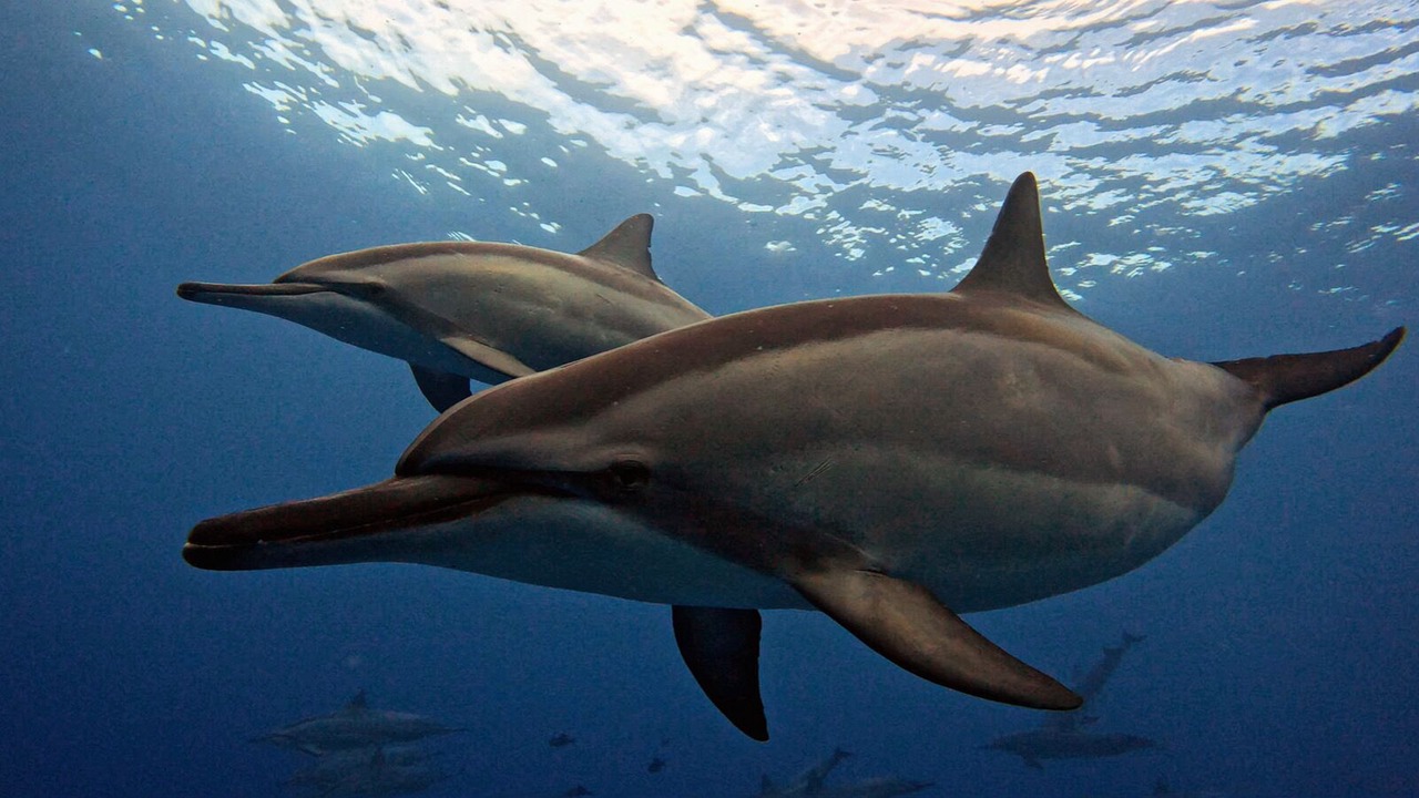 Photo of Others in Kona Palisades