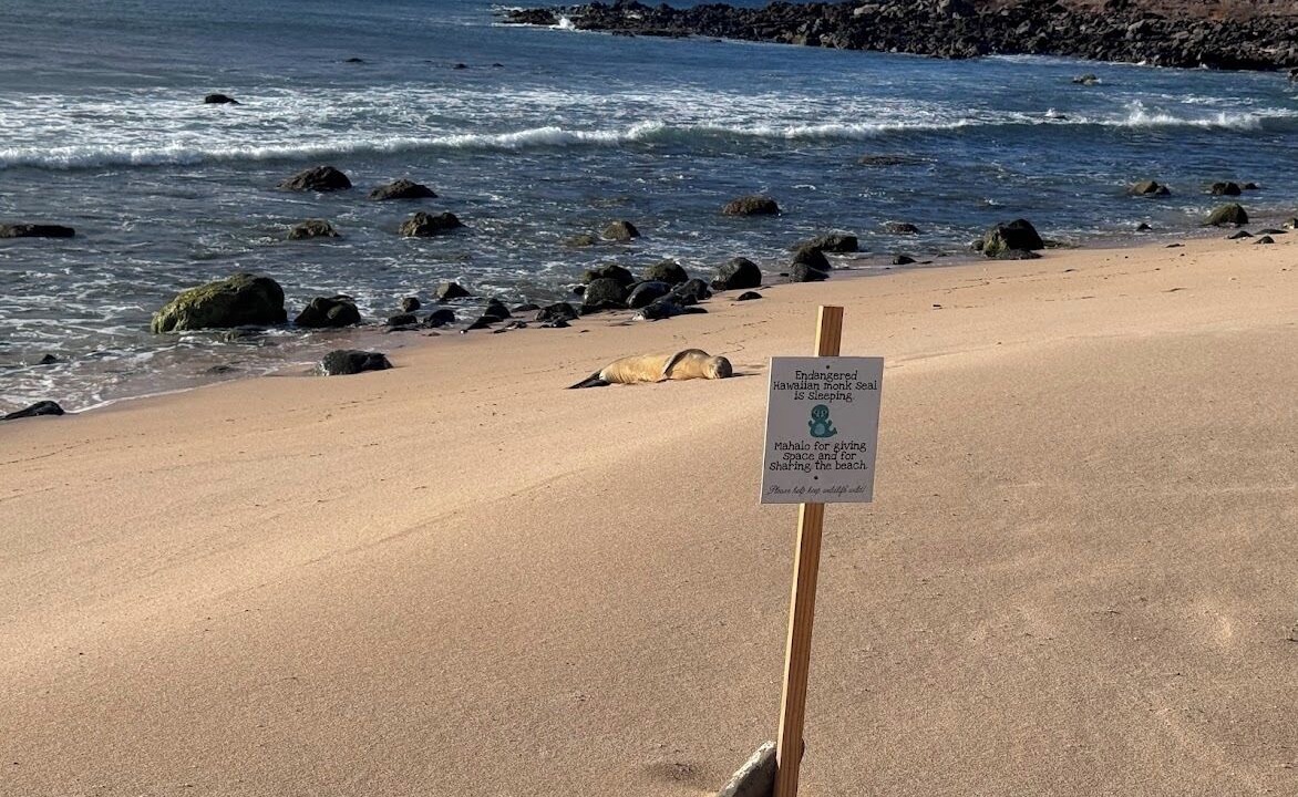 Photo of Others in Maunaloa