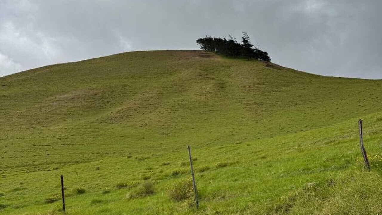 Photo of Others in Waimea