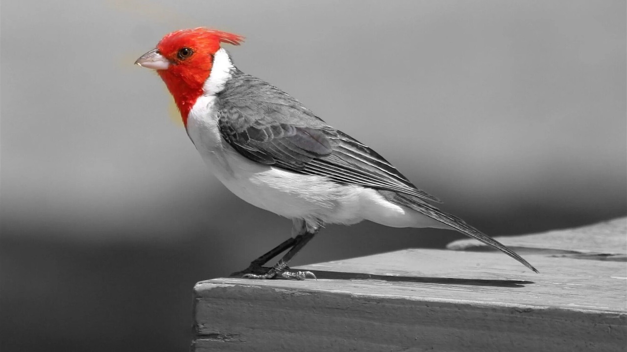 Photo of Others in Laie