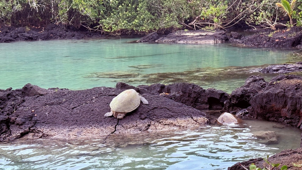 Photo of Others in Hilo