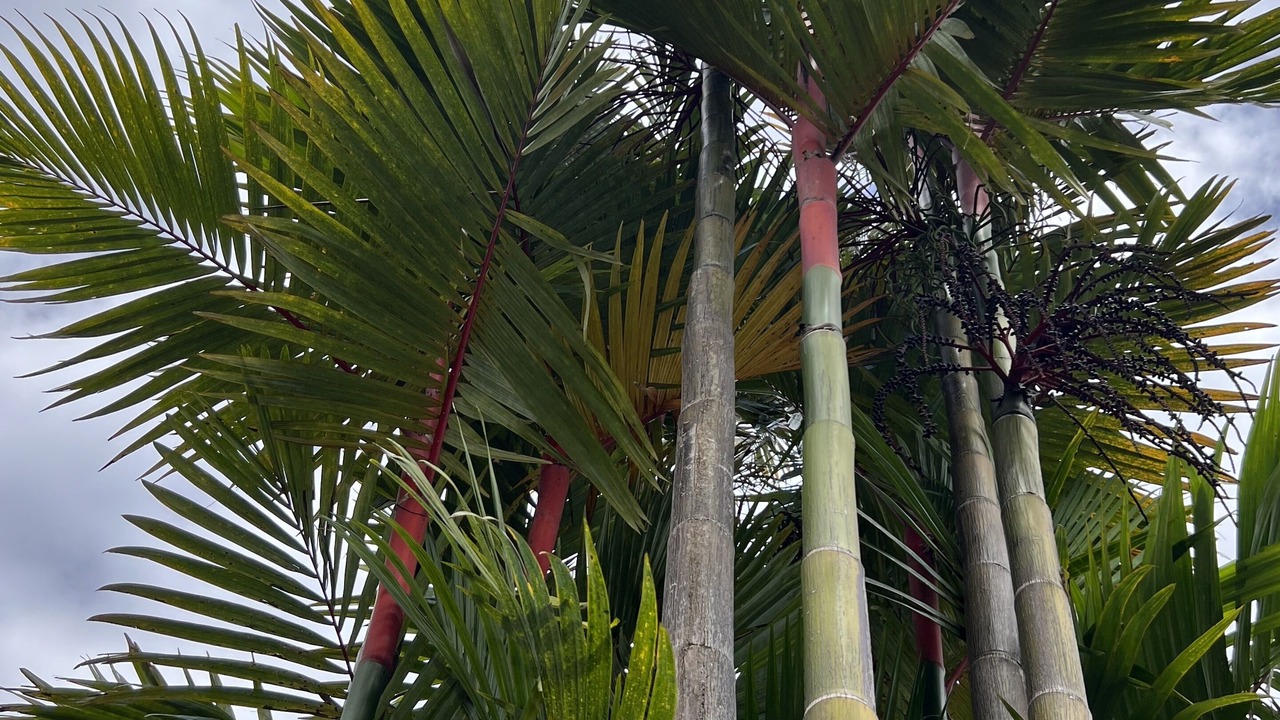 Photo of Outdoor in Hakalau