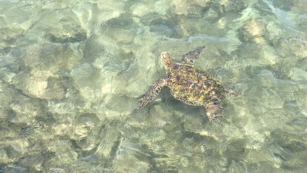 Photo of Others in Maalaea