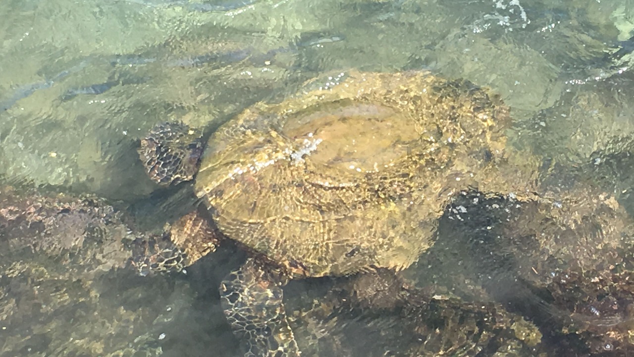 Photo of Others in Maalaea