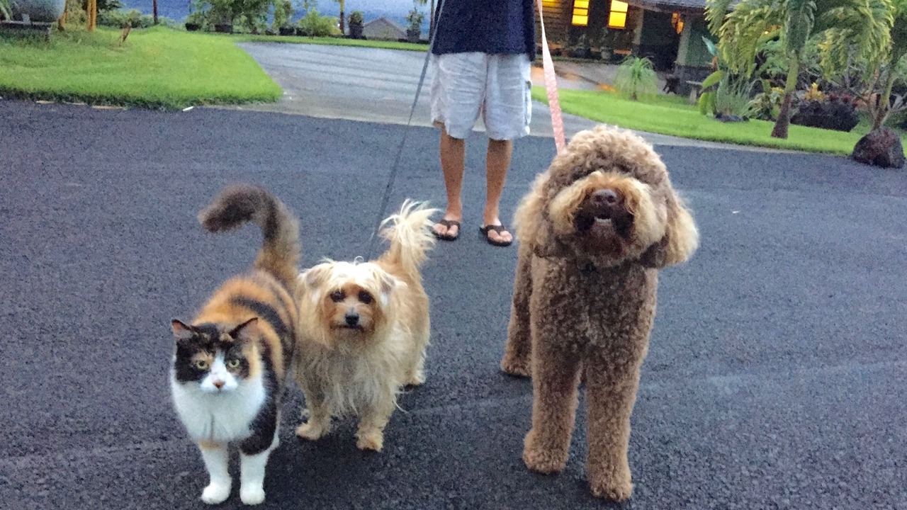 Photo of Others in Holualoa