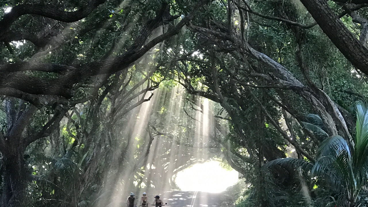 Photo of Others in Pahoa