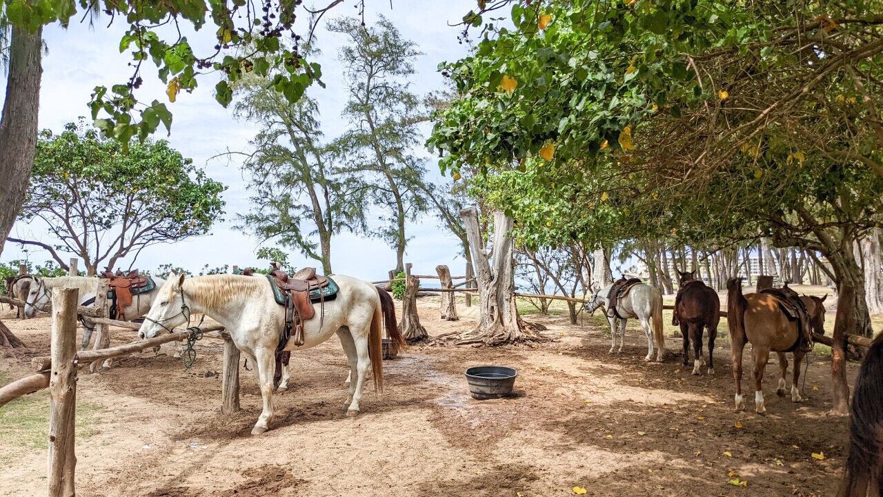 Photo of Outdoor in Kahuku