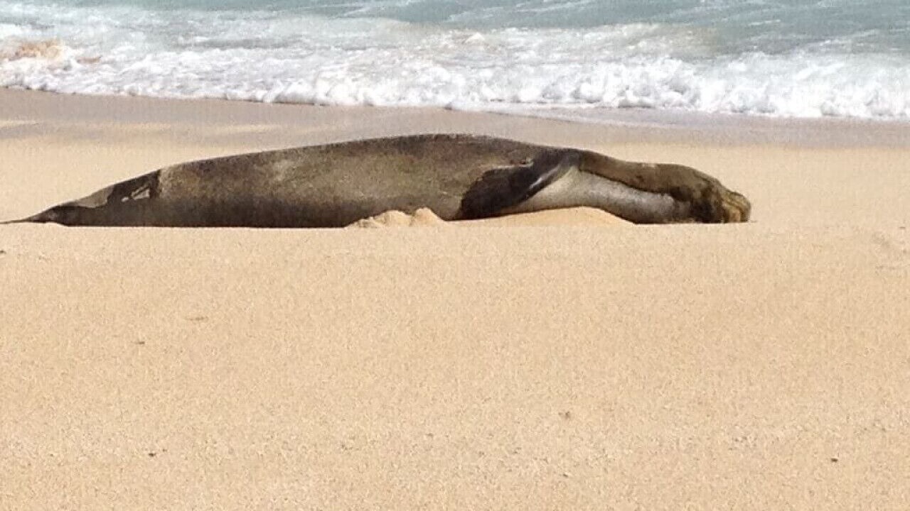 Photo of Others in Kahuku