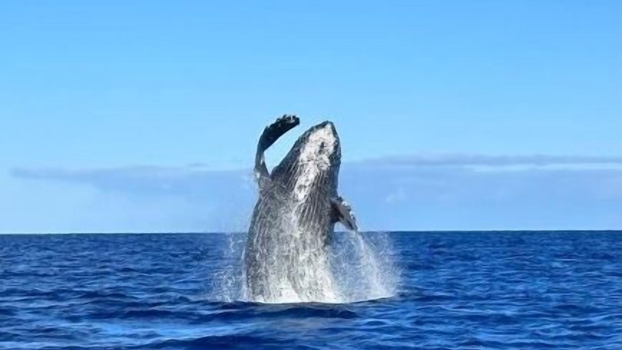 Photo of Others in Hilo