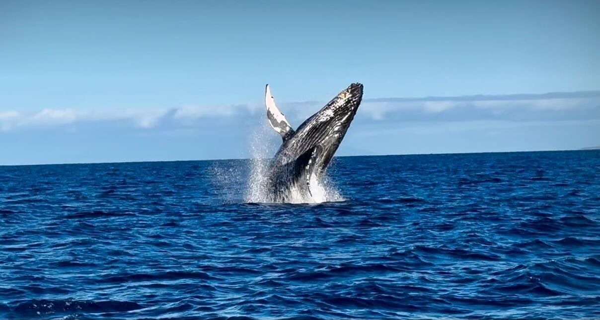 Photo of Others in Hilo