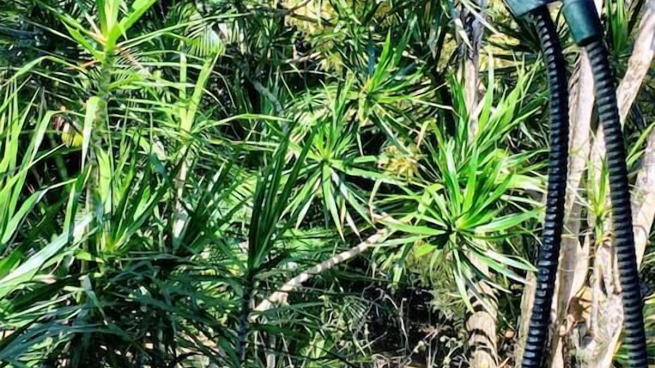 Photo of Outdoor in Princeville