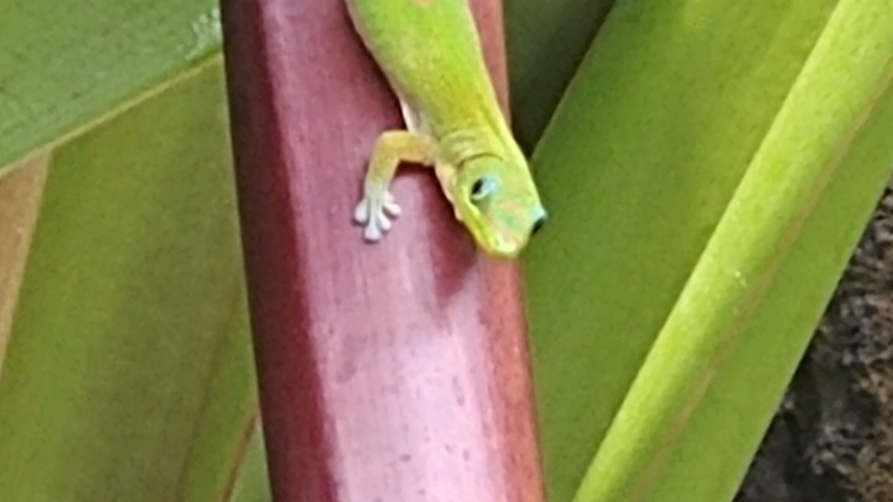 Photo of Others in Kailua-Kona