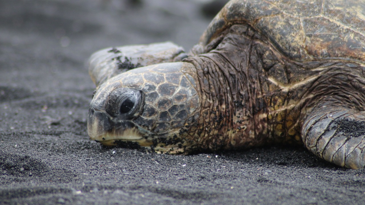 Photo of Others in Kailua-Kona