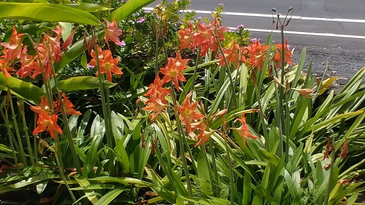 Photo of Others in Kailua-Kona