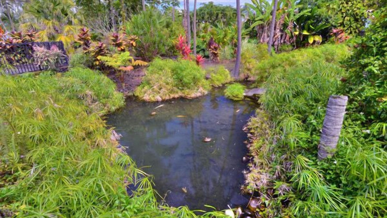 Photo of Others in Hilo