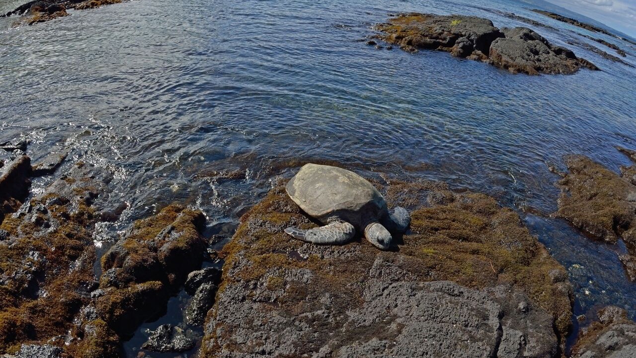 Photo of Others in Hilo