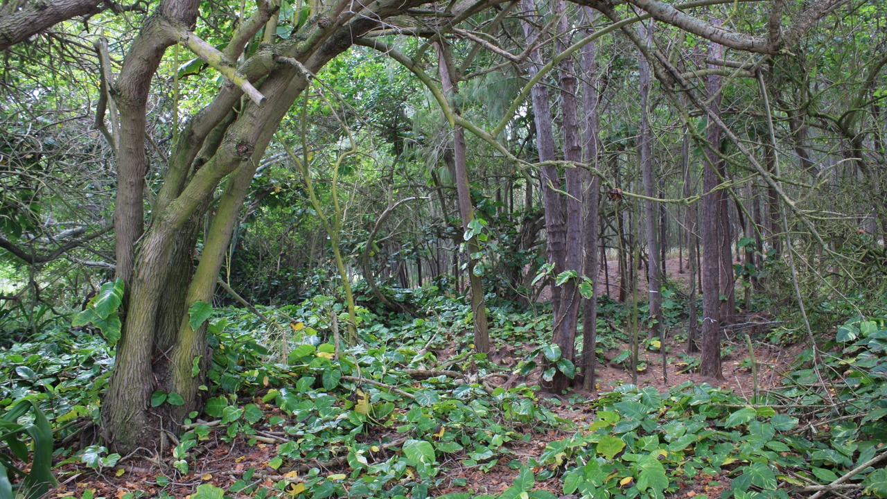 Photo of Outdoor in Kahuku