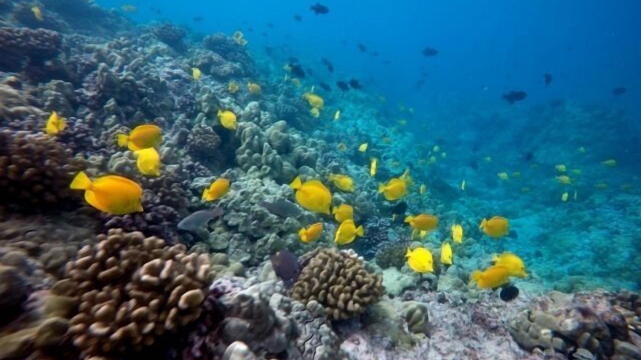 Photo of Others in Kahaluu Bay